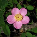 Rosa Gallica and the Rose Festivals of Europe: Celebrating the Beloved Flower